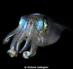 Reef squid in midwater - shot taken on a night dive in Ko... by Michael Gallagher 